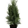 Lawsoninsypressi Ruukku Tuuhea 100cm