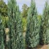 Lawsoninsypressi Juuripaakku Hyvin tuuhea 300cm