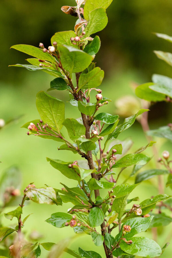 Kiiltotuhkapensas Ruukku Hyvin tuuhea 40cm - Image 2