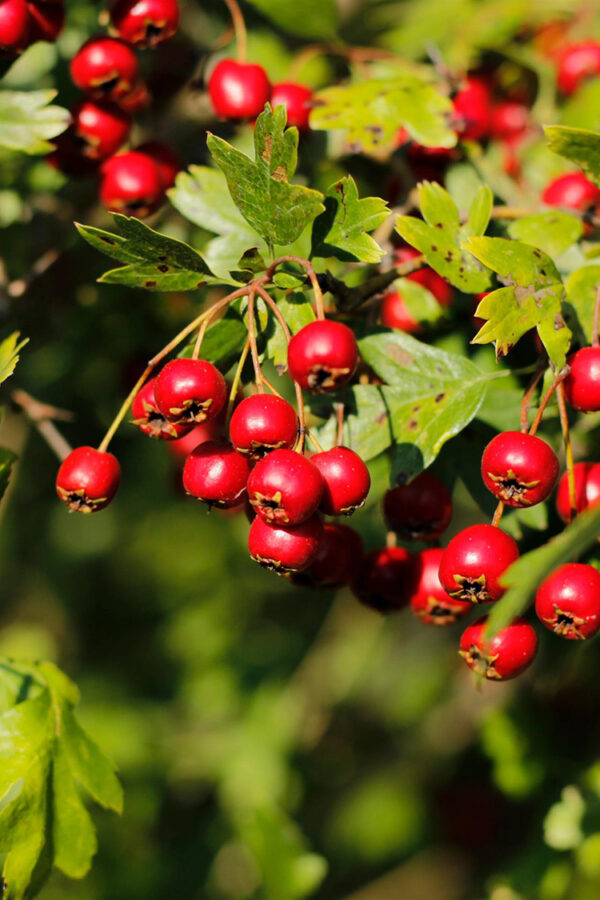 Tylppäliuskaorapihlaja Ruukku Hyvin tuuhea 125cm - Image 2