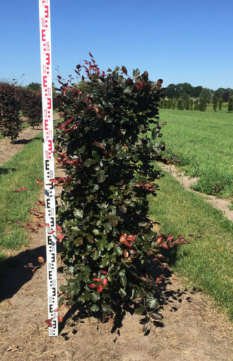 Punapyökki Valmisaita