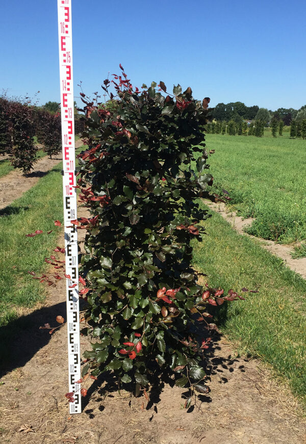 Punapyökki Valmisaita