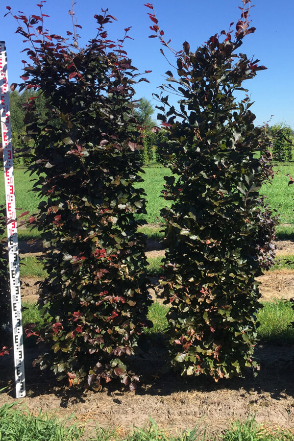 Punapyökki Valmisaita