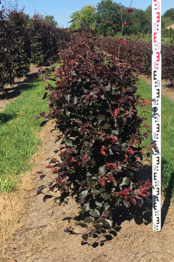 Punapyökki Valmisaita