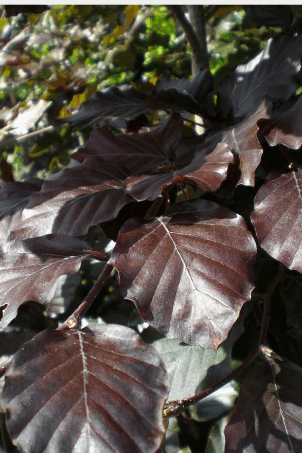 Punapyökki Juuripaakku Outlet 200cm - Image 2