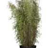 Kiiltoruokobambu Jiuzhaigou Ruukku Hyvin tuuhea 80cm