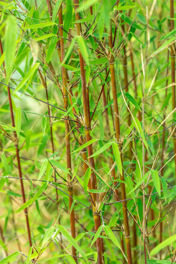 Kiiltoruokobambu Jiuzhaigou Ruukku Hyvin tuuhea 200cm - Image 2