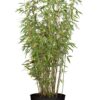 Ruokobambu Jumbo Ruukku Hyvin tuuhea 80cm