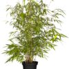 Ruokobambu Robusta Ruukku Tuuhea 80cm