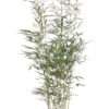 Ruokobambu Robusta Ruukku Hyvin tuuhea 80cm
