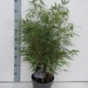 Ruokobambu Rufa Ruukku Tuuhea 80cm