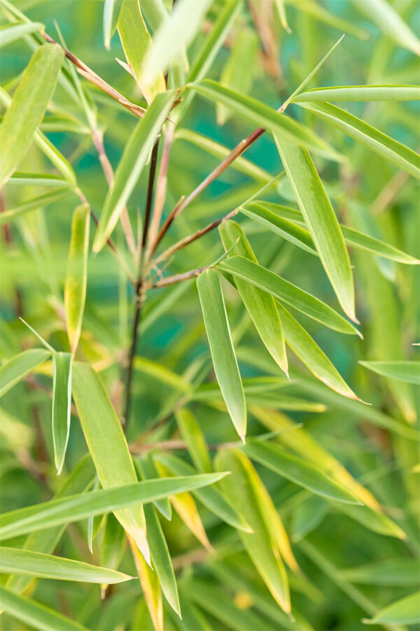 Kiiltoruokobambu Black Pearl Ruukku Tuuhea 100cm - Image 2