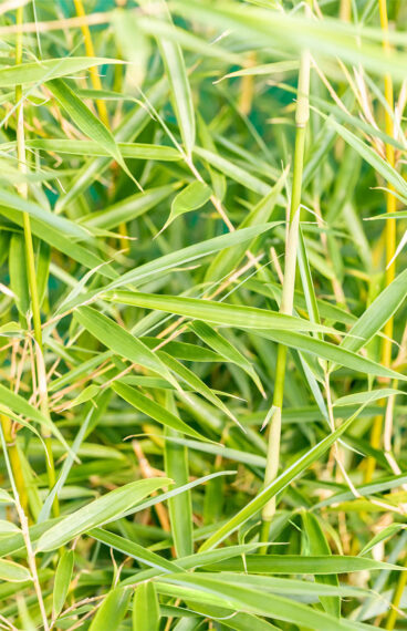 Ruokobambu Robusta