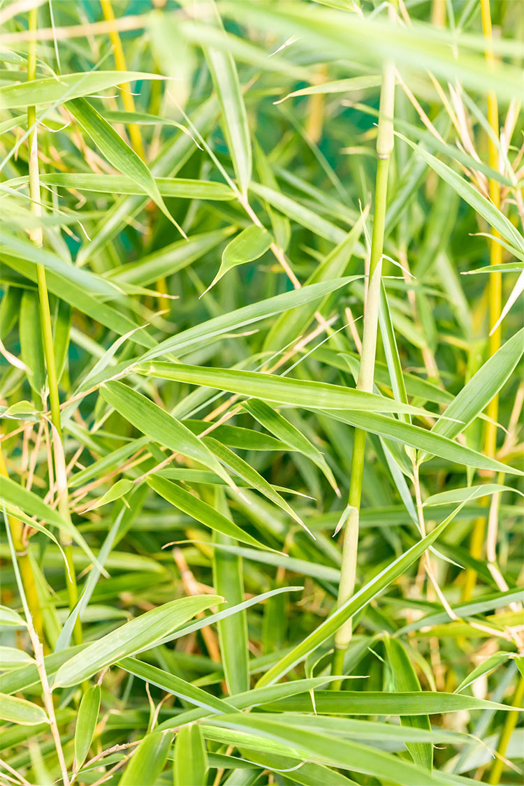 Ruokobambu Robusta