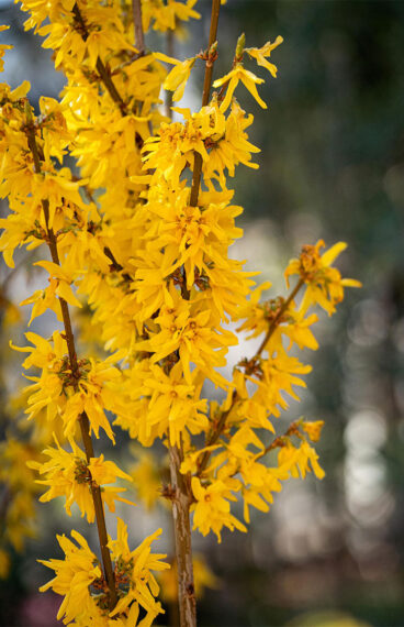 Onnenpensas