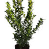 Pihaorjanlaakeri Blue Prince Ruukku Hyvin tuuhea 125cm