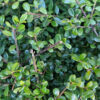 Japaninorjanlaakeri 'Dark Green' Juuripaakku Tuuhea 200cm