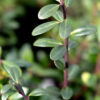 Japaninorjanlaakeri 'Green Hedge' Juuripaakku Hyvin tuuhea 175cm