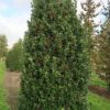 Pihaorjanlaakeri Blue Maid Valmisaita Hyvin tuuhea 250cm