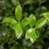 Pihaorjanlaakeri Heckenstar Valmisaita Hyvin tuuhea 125cm