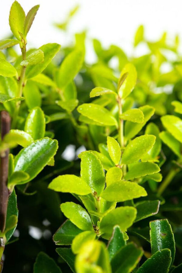 Japaninorjanlaakeri 'Blondie' Ruukku Tuuhea 100cm - Image 2