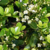 Japaninorjanlaakeri 'Green Hedge' Ruukku Hyvin tuuhea 60cm - Image 2