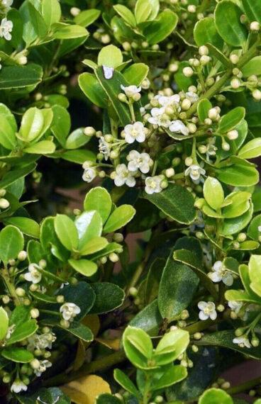 Japaninorjanlaakeri 'Green Hedge'