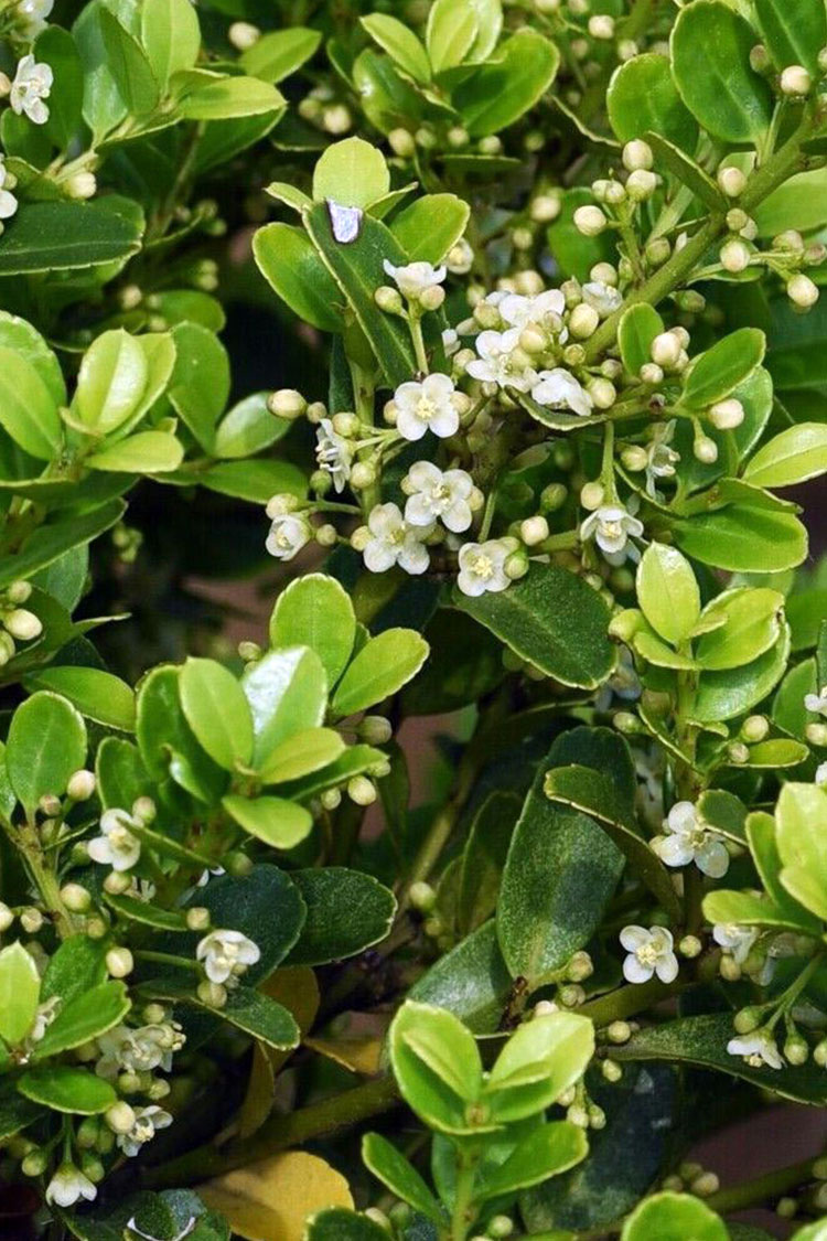 Japaninorjanlaakeri 'Green Hedge'
