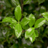 Pihaorjanlaakeri Heckenstar Ruukku Tuuhea 60cm - Image 2