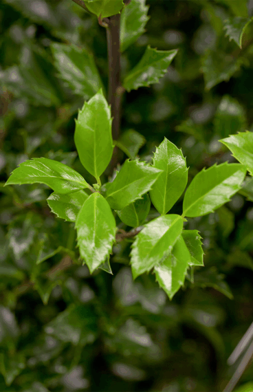 Pihaorjanlaakeri Heckenstar