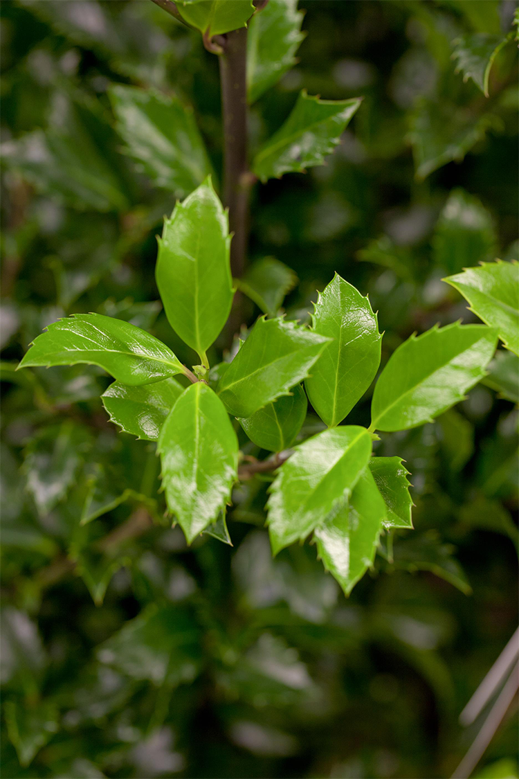 Pihaorjanlaakeri Heckenstar