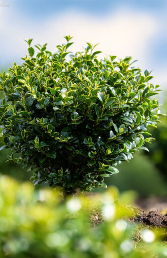 Japaninorjanlaakeri 'Convexa' Hyvin tuuhea | Plantinavia