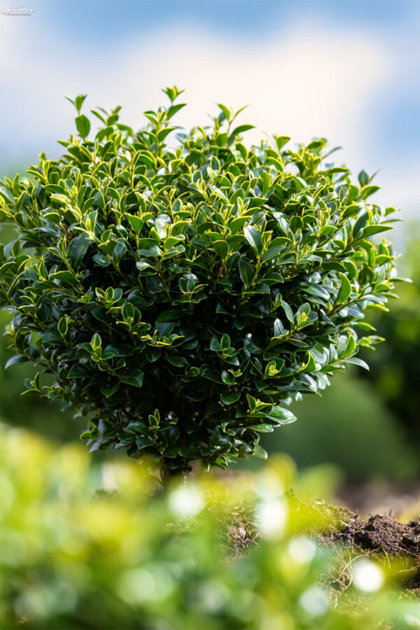 Japaninorjanlaakeri 'Convexa' Hyvin tuuhea | Plantinavia