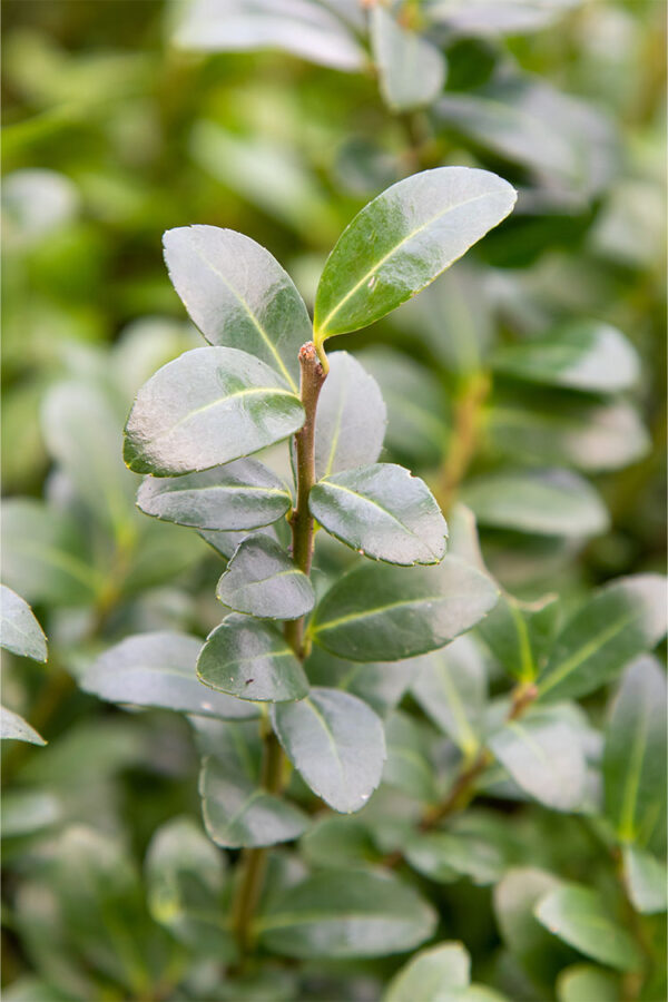 Japaninorjanlaakeri 'Caroline Upright' Juuripaakku Hyvin tuuhea 80cm - Image 2