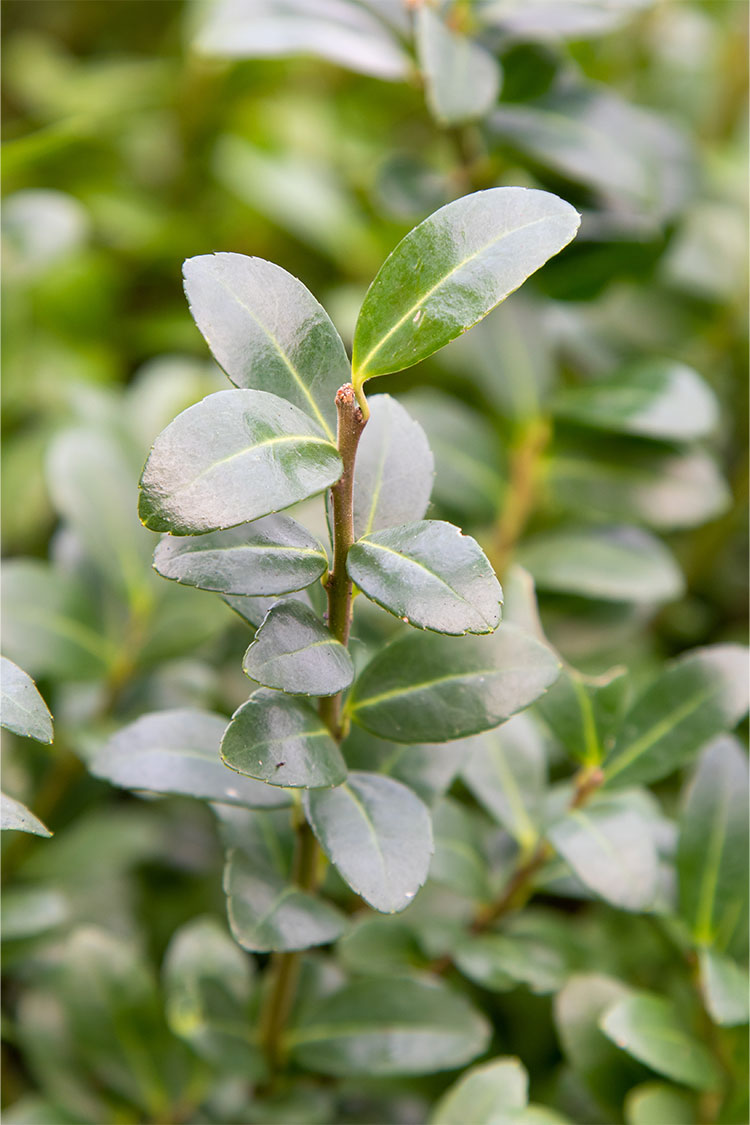 Japaninorjanlaakeri 'Caroline Upright'