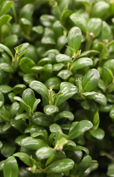 Japaninorjanlaakeri 'Convexa'