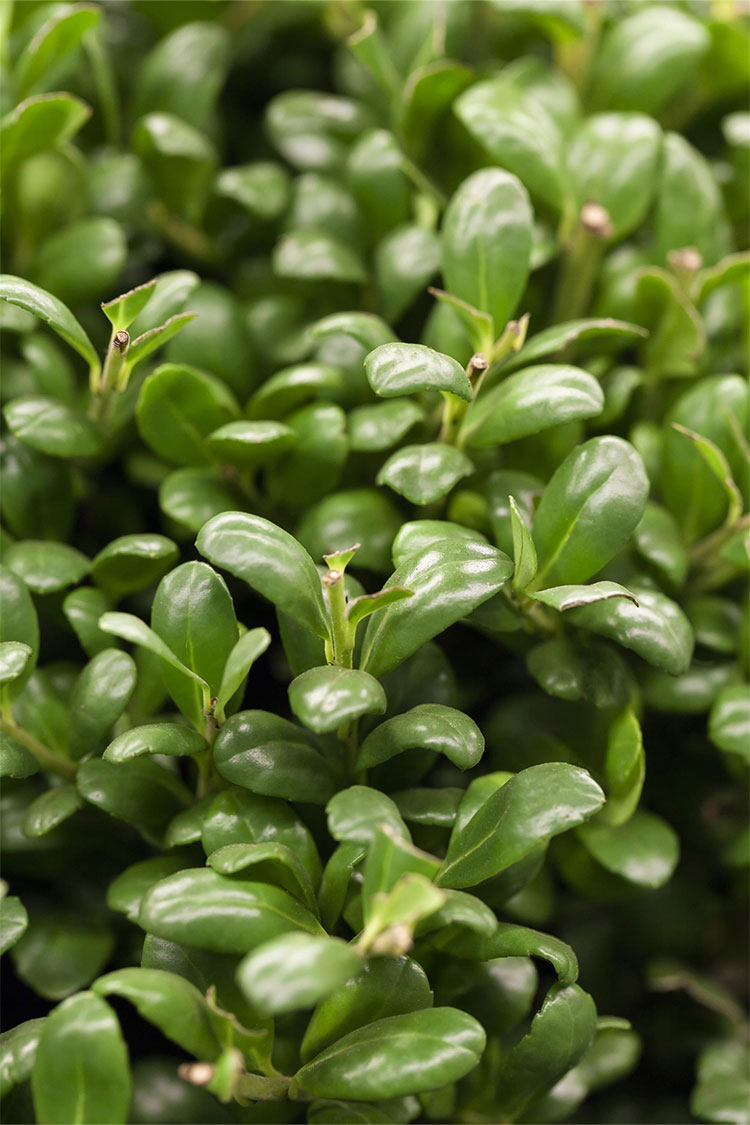 Japaninorjanlaakeri 'Convexa'