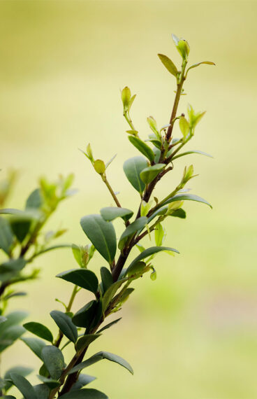 Japaninorjanlaakeri 'Dark Green'