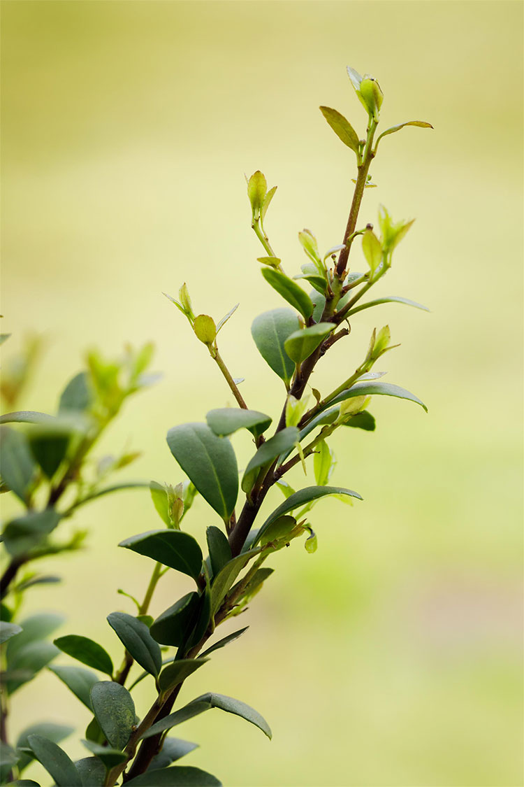 Japaninorjanlaakeri 'Dark Green'