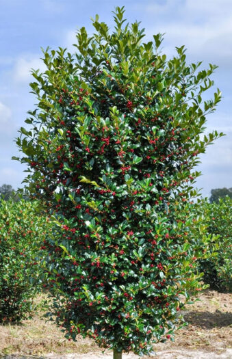 Pihaorjanlaakeri Heckenfee Hyvin tuuhea | Plantinavia