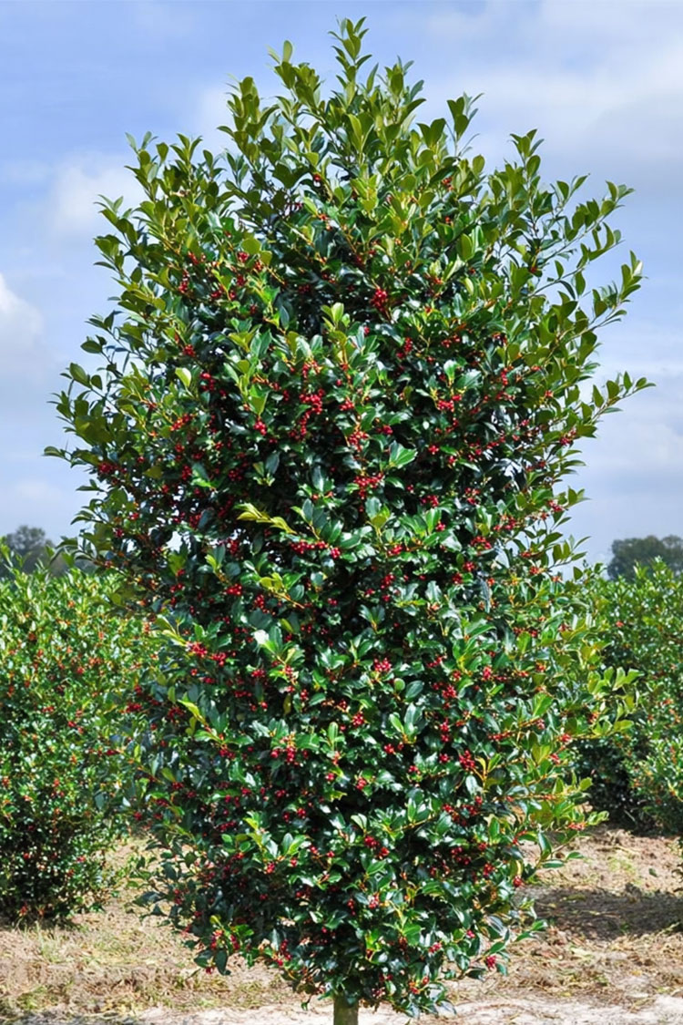 Pihaorjanlaakeri Heckenfee Hyvin tuuhea | Plantinavia