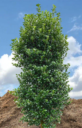 Pihaorjanlaakeri Heckenstar Hyvin tuuhea | Plantinavia