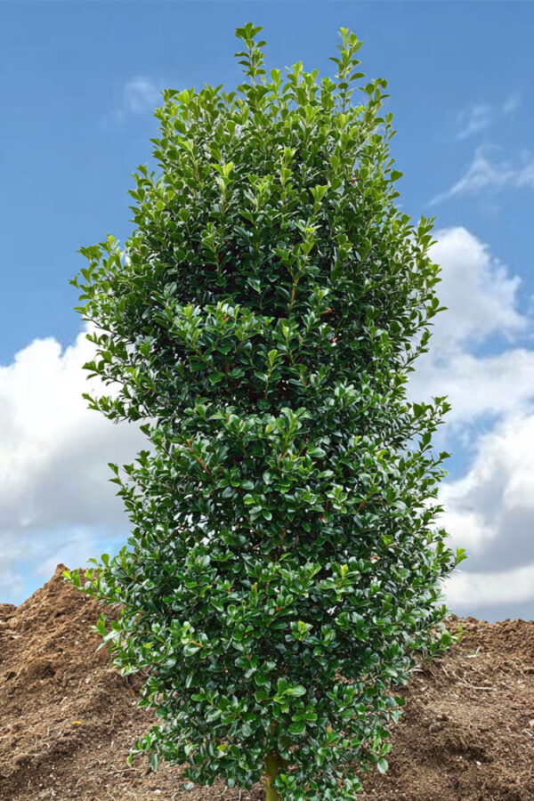 Pihaorjanlaakeri Heckenstar Hyvin tuuhea | Plantinavia