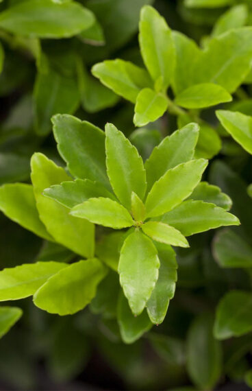 Japaninorjanlaakeri 'Kanehirae'