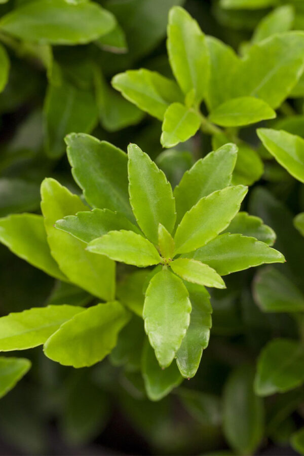 Japaninorjanlaakeri 'Kanehirae' Ruukku Tuuhea 100cm - Image 2