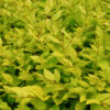 Soikkolikusteri ‘Aureum’ Juuripaakku Tuuhea 80cm