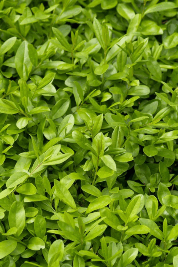 Aitalikusteri Liga Valmisaita Hyvin tuuhea 200cm - Image 2