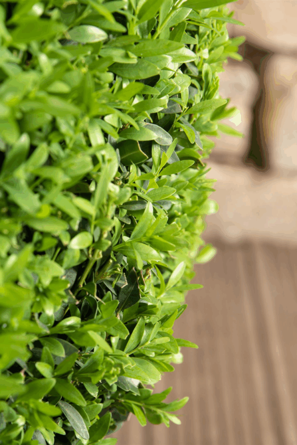 Soikkolikusteri Juuripaakku Outlet 175cm - Image 2