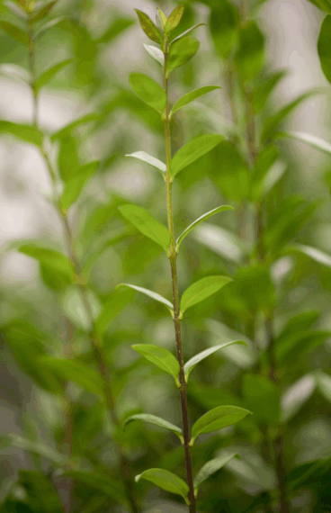 Aitalikusteri Atrovirens