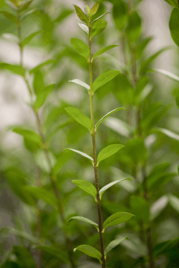 Aitalikusteri Juuripaakku Hyvin tuuhea 200cm - Image 2